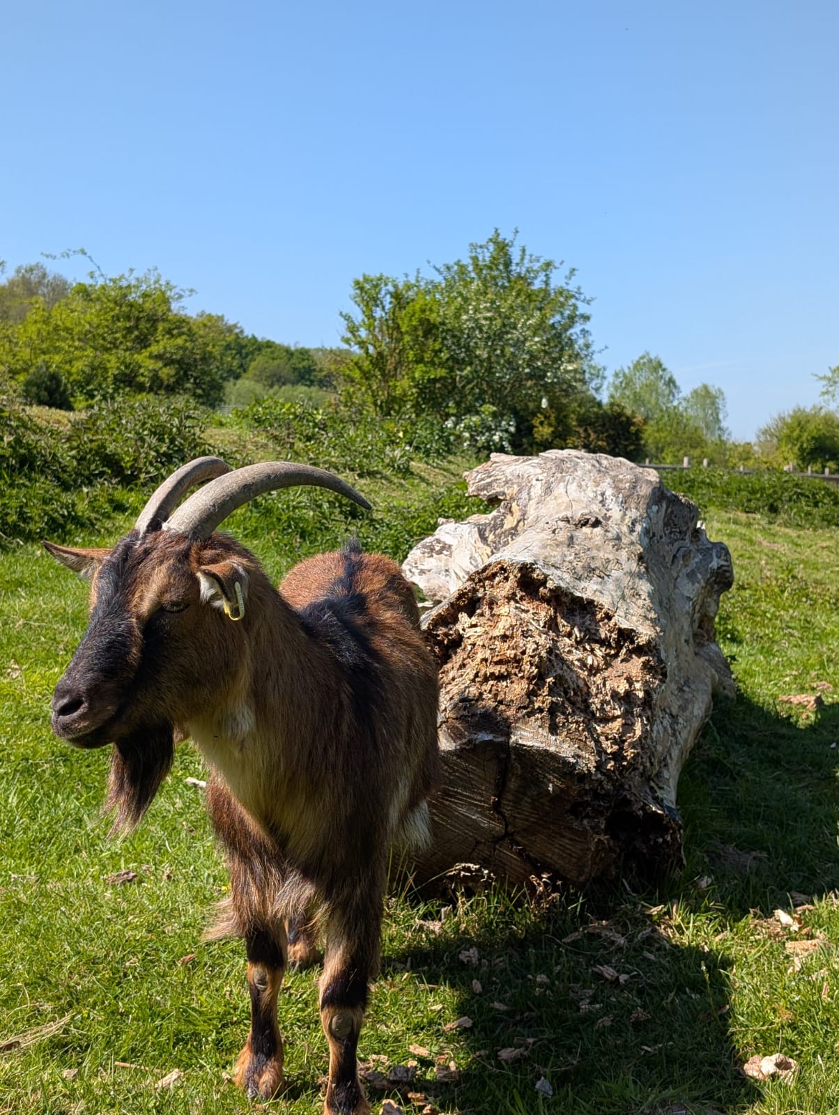 Ziege auf dem Kirschkamperhof