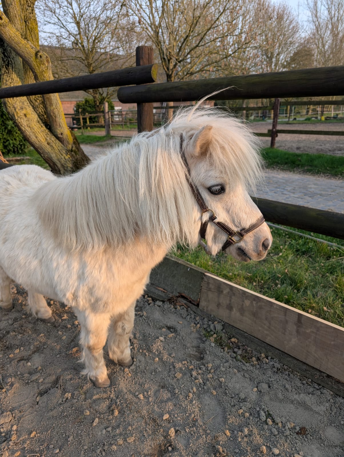 Therapiepony auf dem Kirschkamperhof